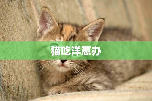 貓吃洋蔥辦