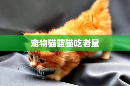 寵物貓藍貓吃老鼠