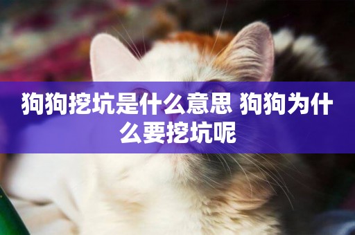 狗狗挖坑是什么意思 狗狗為什么要挖坑呢