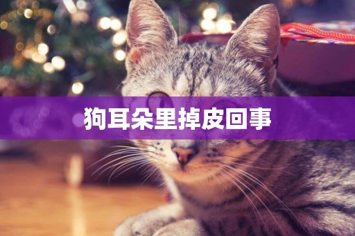 狗耳朵里掉皮回事