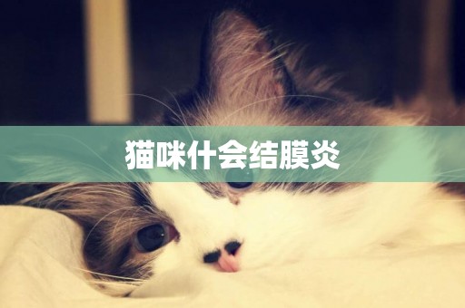 貓咪什會結膜炎