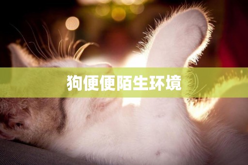 狗便便陌生環境