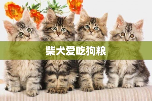 柴犬愛吃狗糧
