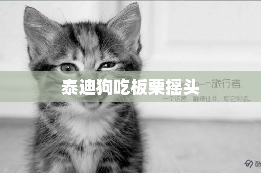 泰迪狗吃板栗搖頭