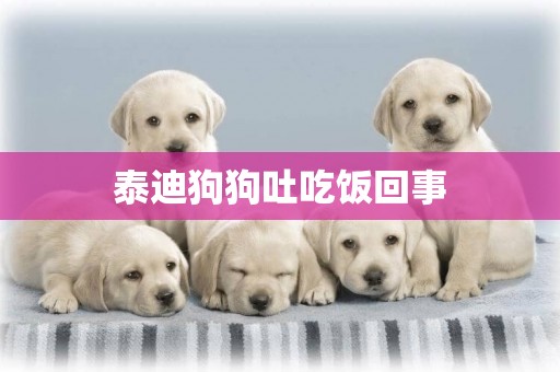 泰迪狗狗吐吃飯回事