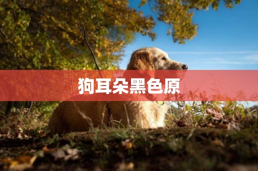 狗耳朵黑色原