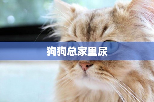 狗狗總家里尿