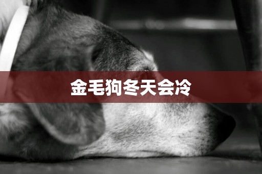 金毛狗冬天會冷