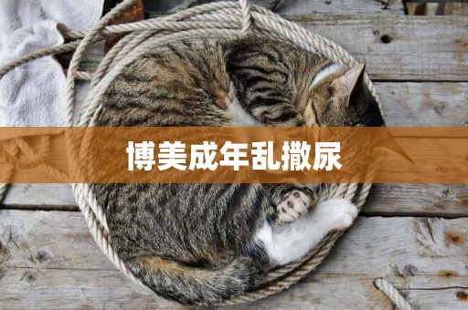 博美成年亂撒尿