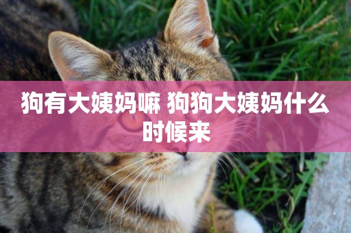 狗有大姨媽嘛 狗狗大姨媽什么時候來