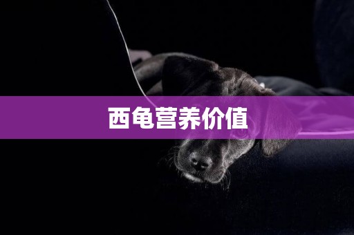 西龜營養價值