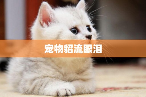 寵物貂流眼淚