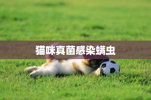 貓咪真菌感染螨蟲