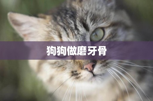 狗狗做磨牙骨