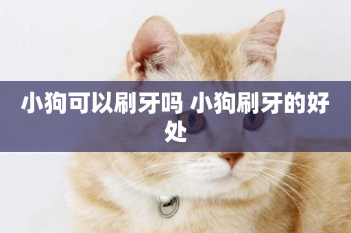 小狗可以刷牙嗎 小狗刷牙的好處