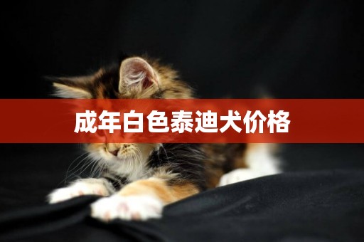 成年白色泰迪犬價格