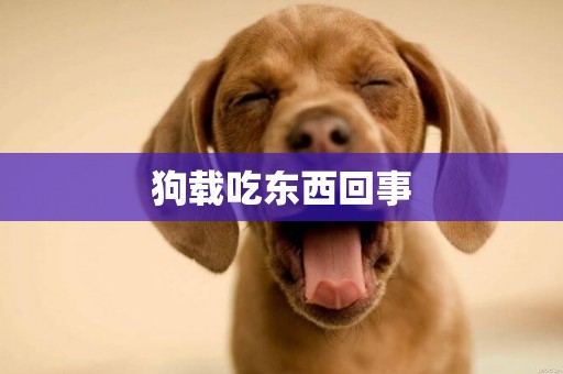 狗載吃東西回事