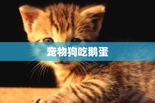 寵物狗吃鵝蛋