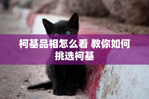 柯基品相怎么看 教你如何挑選柯基