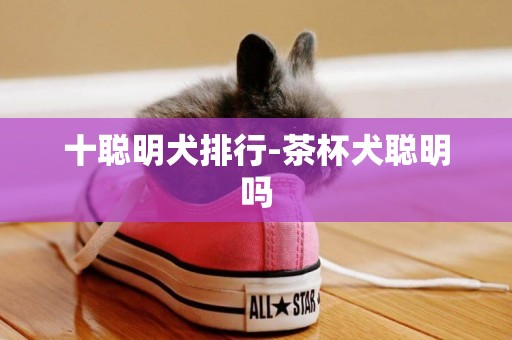 十聰明犬排行-茶杯犬聰明嗎