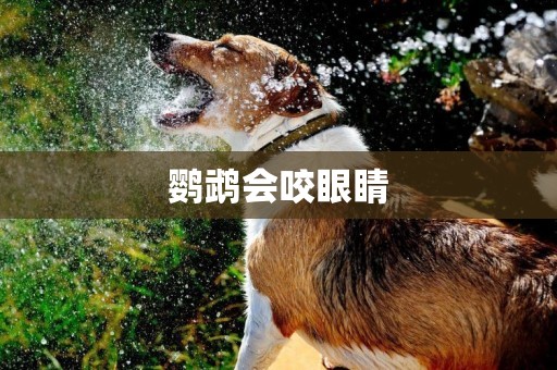 鸚鵡會咬眼睛