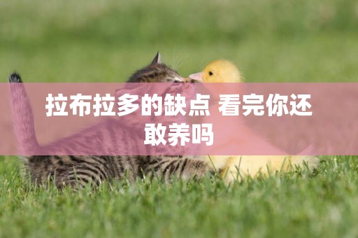 拉布拉多的缺點 看完你還敢養嗎