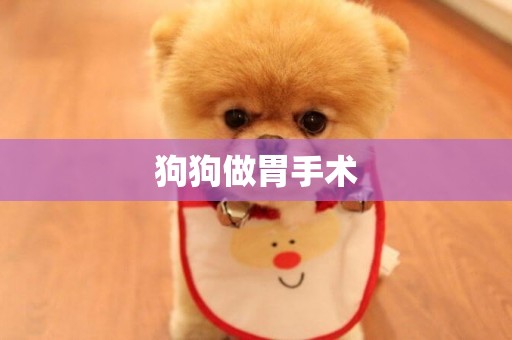 狗狗做胃手術