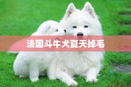 法國斗牛犬夏天掉毛
