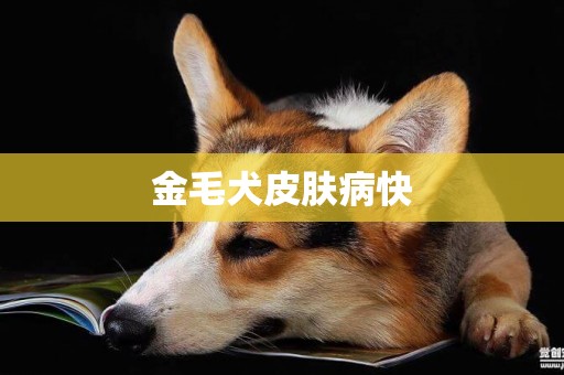金毛犬皮膚病快