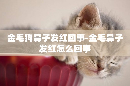 金毛狗鼻子發紅回事-金毛鼻子發紅怎么回事