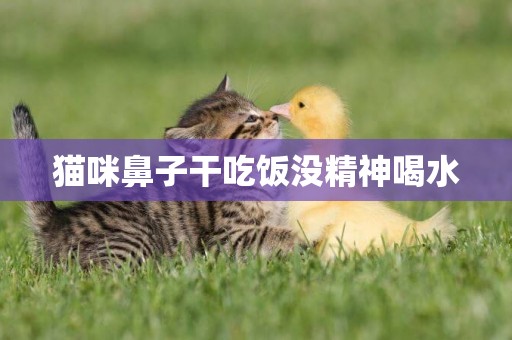 貓咪鼻子干吃飯沒精神喝水