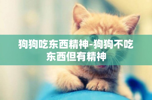 狗狗吃東西精神-狗狗不吃東西但有精神