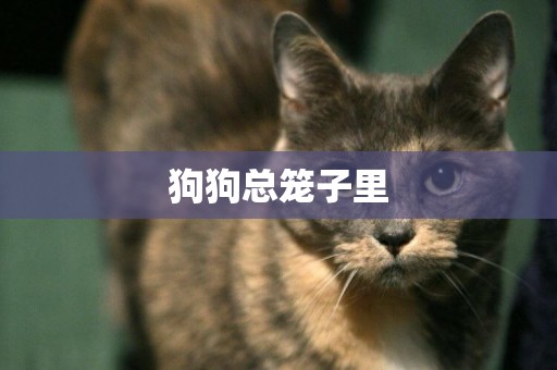 狗狗總籠子里