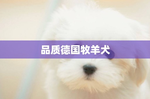 品質德國牧羊犬