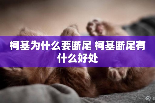 柯基為什么要斷尾 柯基斷尾有什么好處