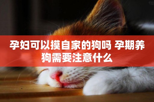 孕婦可以摸自家的狗嗎 孕期養狗需要注意什么
