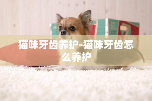 貓咪牙齒養護-貓咪牙齒怎么養護
