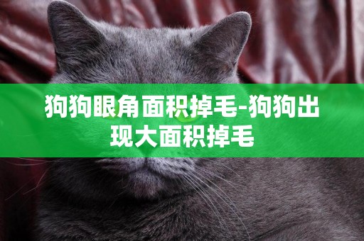 狗狗眼角面積掉毛-狗狗出現大面積掉毛