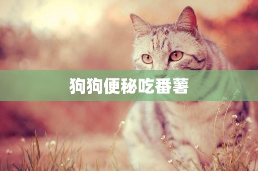 狗狗便秘吃番薯