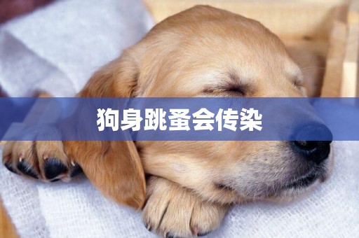 狗身跳蚤會傳染