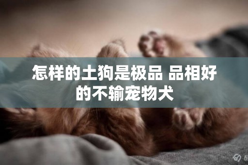 怎樣的土狗是極品 品相好的不輸寵物犬