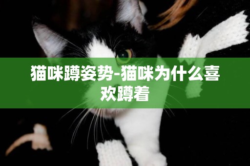 貓咪蹲姿勢-貓咪為什么喜歡蹲著
