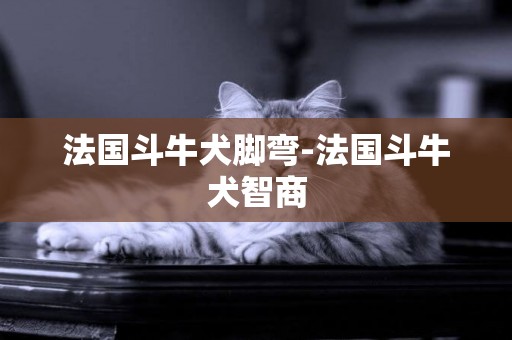 法國斗牛犬腳彎-法國斗牛犬智商
