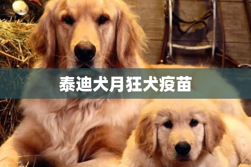 泰迪犬月狂犬疫苗