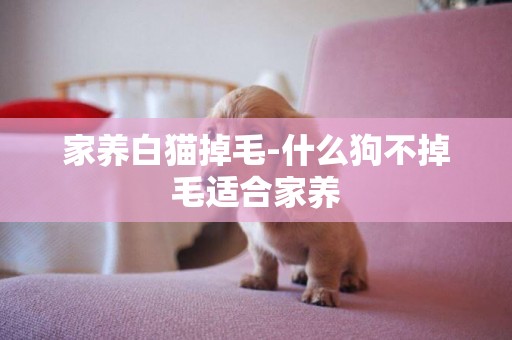 家養白貓掉毛-什么狗不掉毛適合家養
