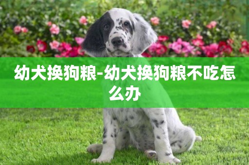 幼犬換狗糧-幼犬換狗糧不吃怎么辦