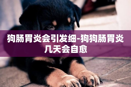 狗腸胃炎會引發細-狗狗腸胃炎幾天會自愈
