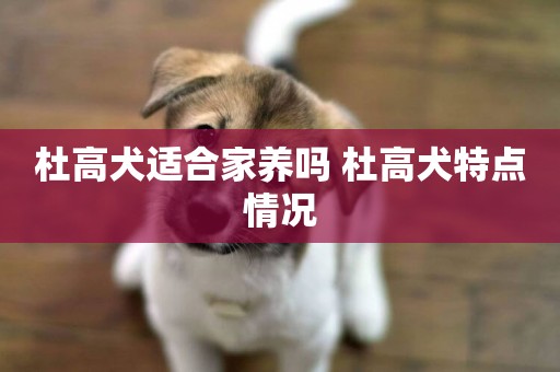 杜高犬適合家養嗎 杜高犬特點情況