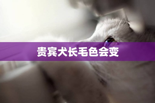貴賓犬長毛色會變