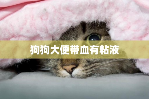狗狗大便帶血有粘液